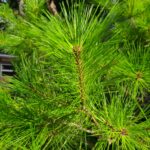 Pine Needle