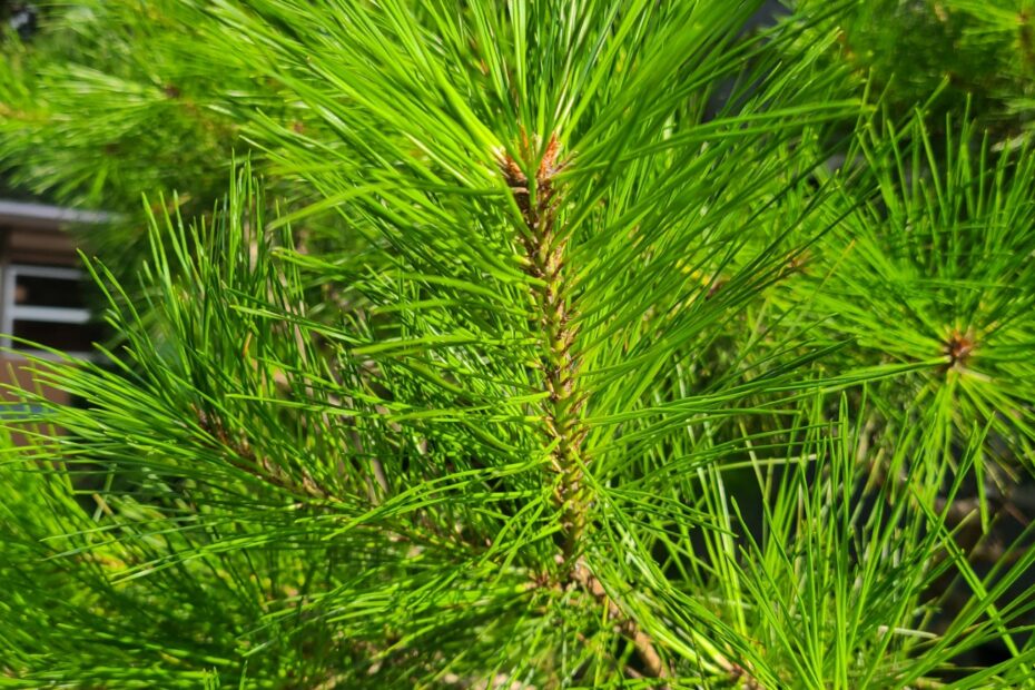 Pine Needle