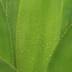 알로에 베라 잎