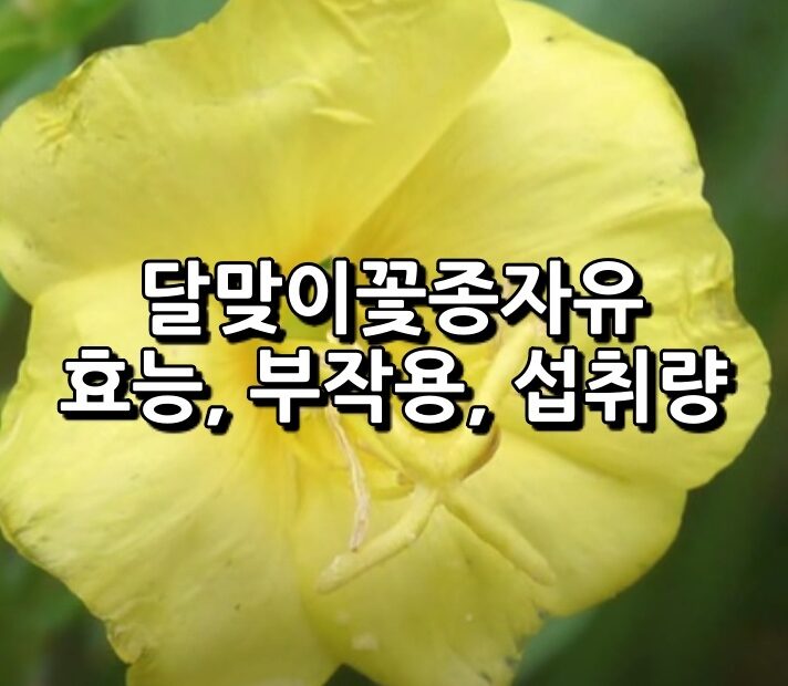 달맞이꽃 종자유 효능 부작용 섭취량