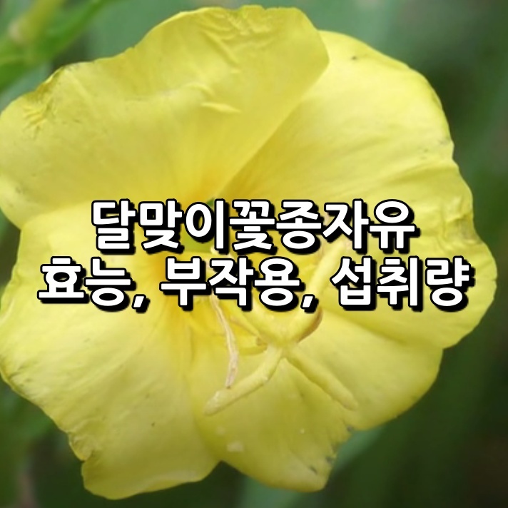 달맞이꽃 종자유 효능 부작용 섭취량