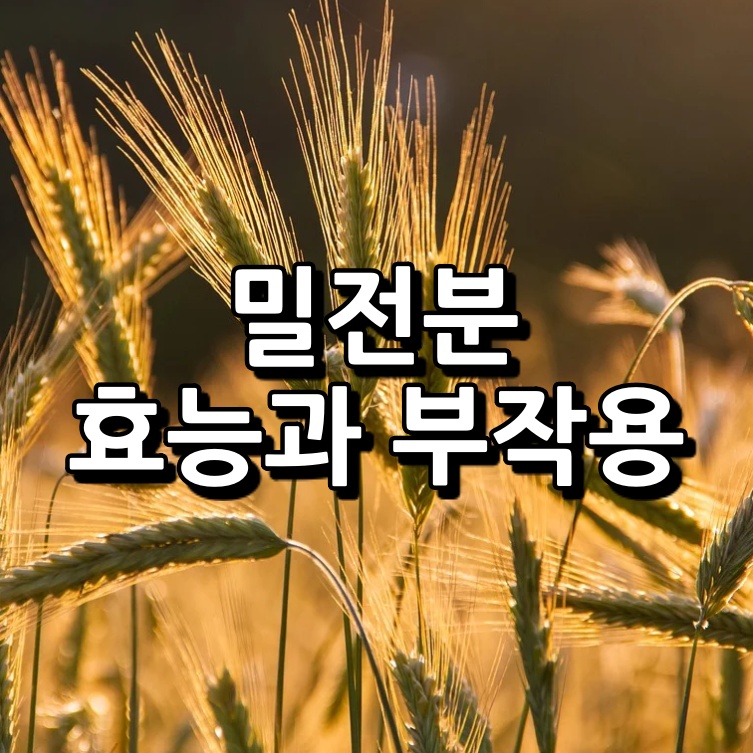 밀전분 섬네일