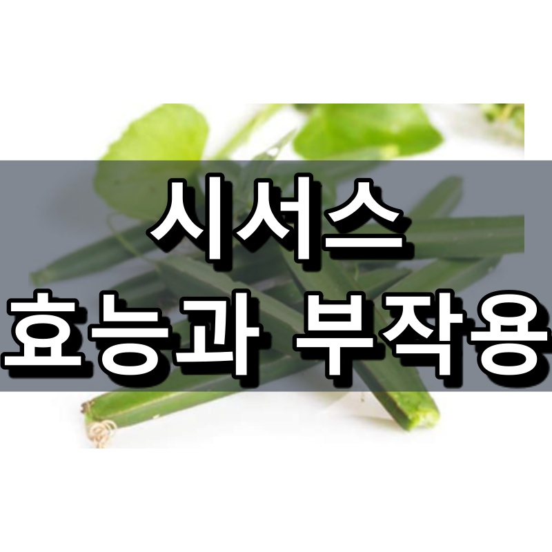 시서스 섬네일