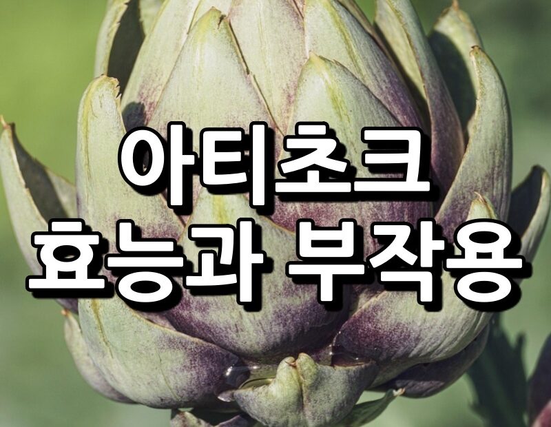 아티초크 효능 부작용 섬네일