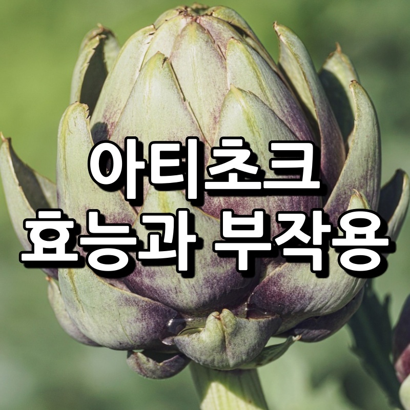 아티초크 효능 부작용 섬네일