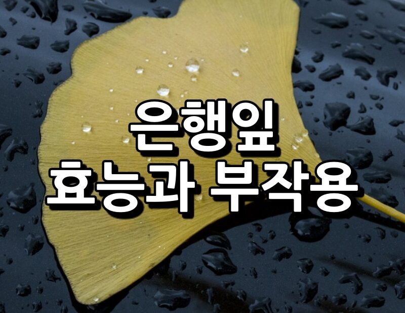 은행잎 효능 부작용