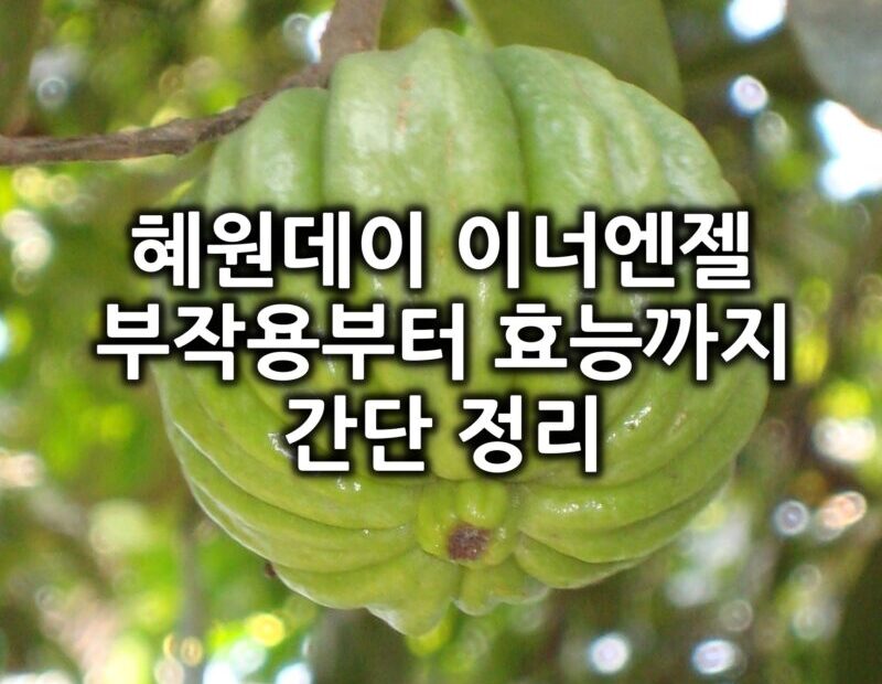 혜원데이 이너엔젤 특징리뷰