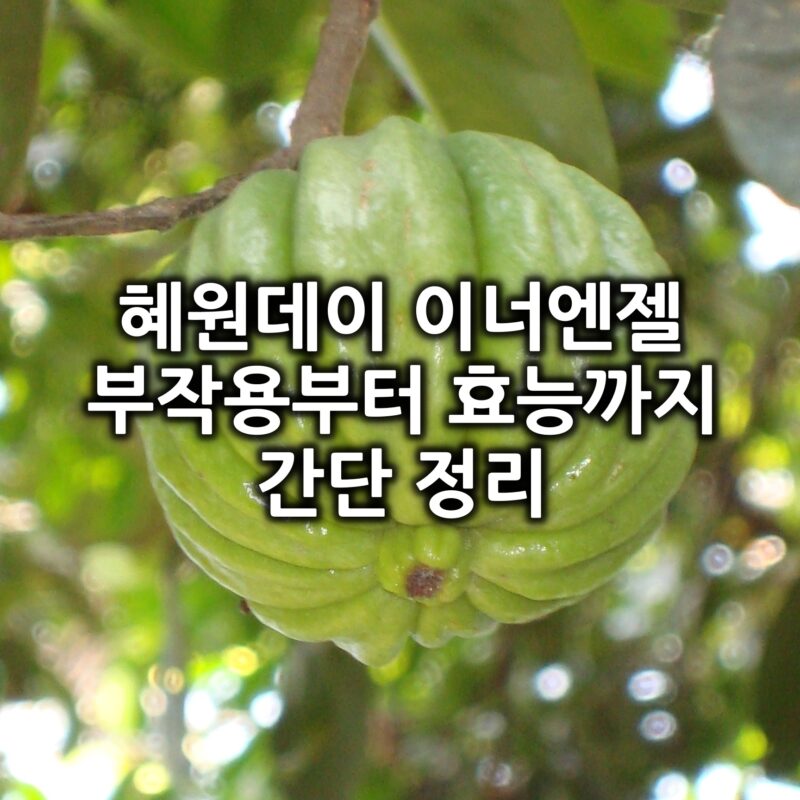 혜원데이 이너엔젤 특징리뷰