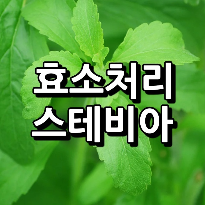 효소처리스테비아 섬네일