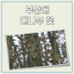 부산대 대나무꽃 대표 이미지