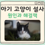 아기 고양이 설사 대표 이미지