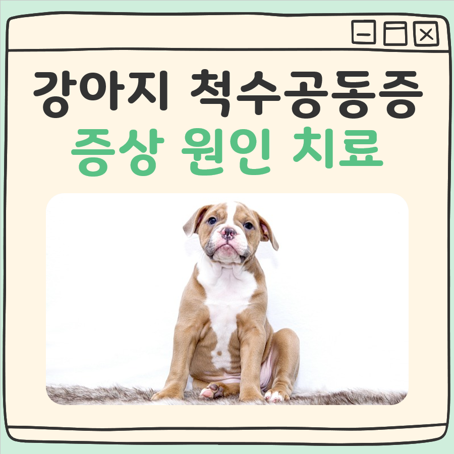 강아지 척수공동증 증상 원인 치료 쉬운 정리 1 강아지 척수공동증 증상 원인 치료 쉬운 정리