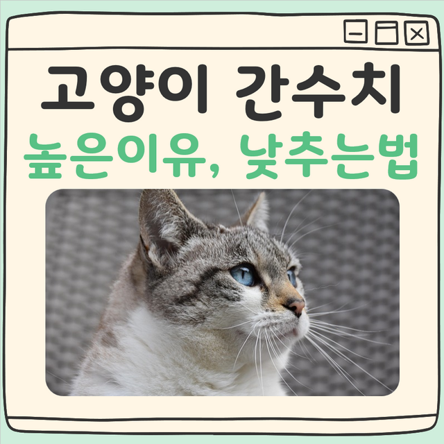 고양이 간수치 높은 이유와 낮추는법, 집사가 꼭 알아야 할 정보