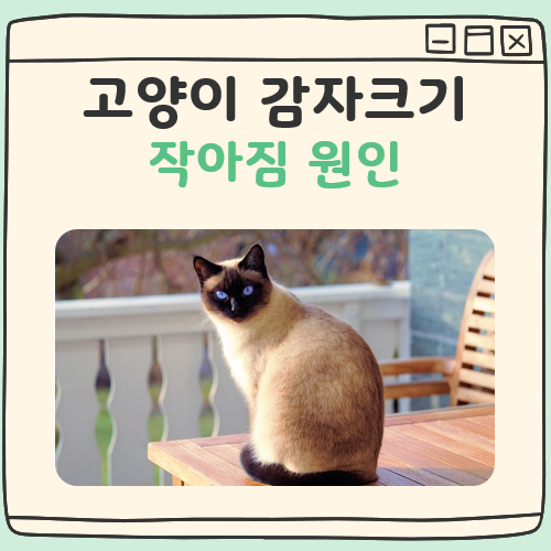 고양이 감자크기 작아짐