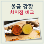 강황 울금 차이점 대표 이미지
