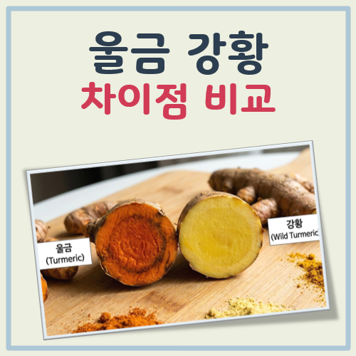 강황 울금 차이점 대표 이미지